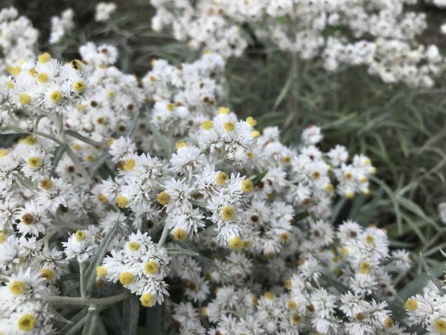 Анафалис жемчужный