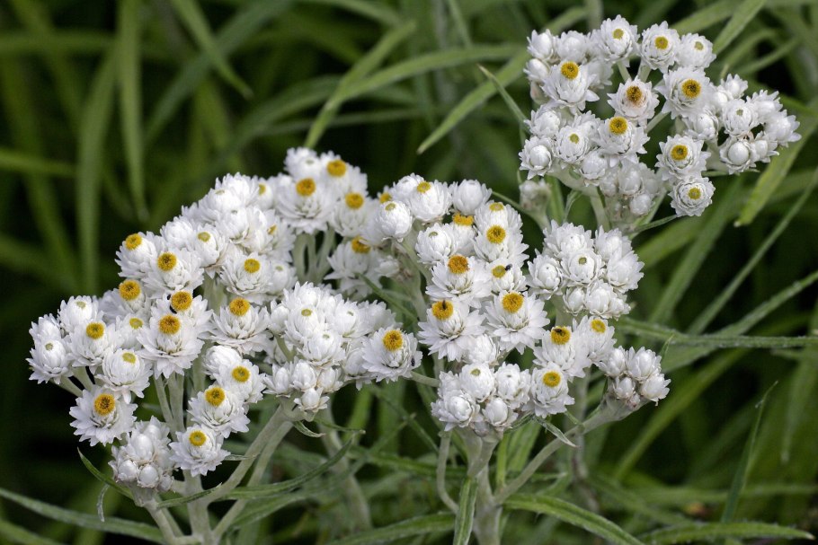 Анафалис маргариточный