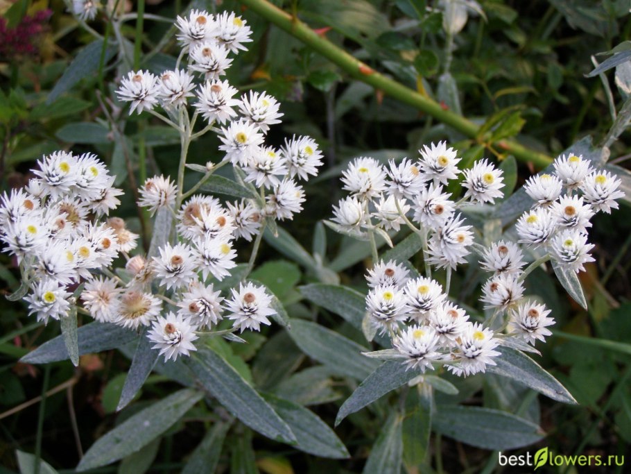 Анафалис жемчужный