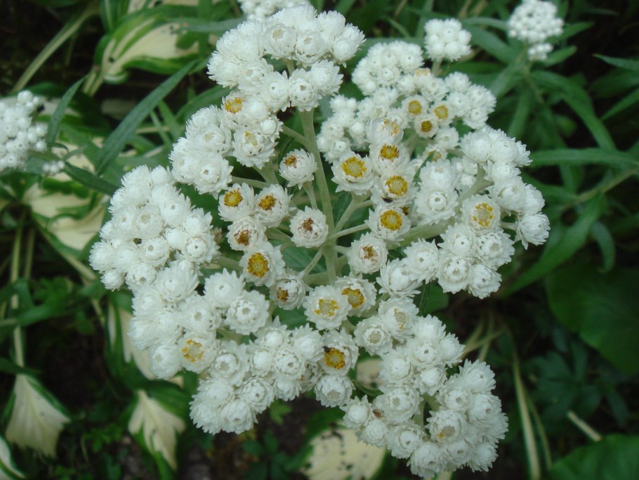 Анафалис жемчужный (Anaphalis margaritacea)