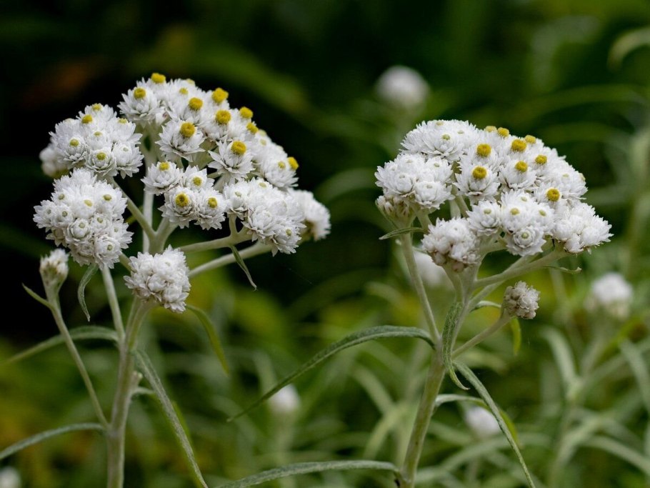 Анафалис Anaphalis triplinervis