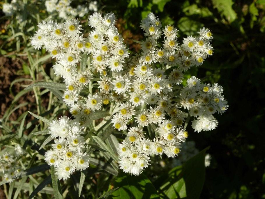 Цветок Анафалис жемчужный