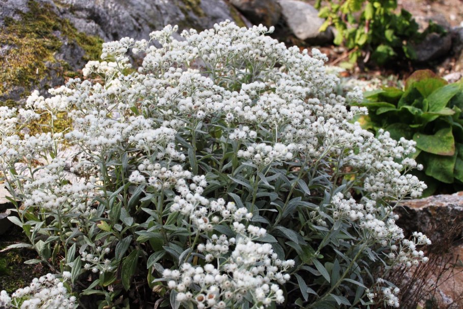 Анафалис жемчужный Neuschnee