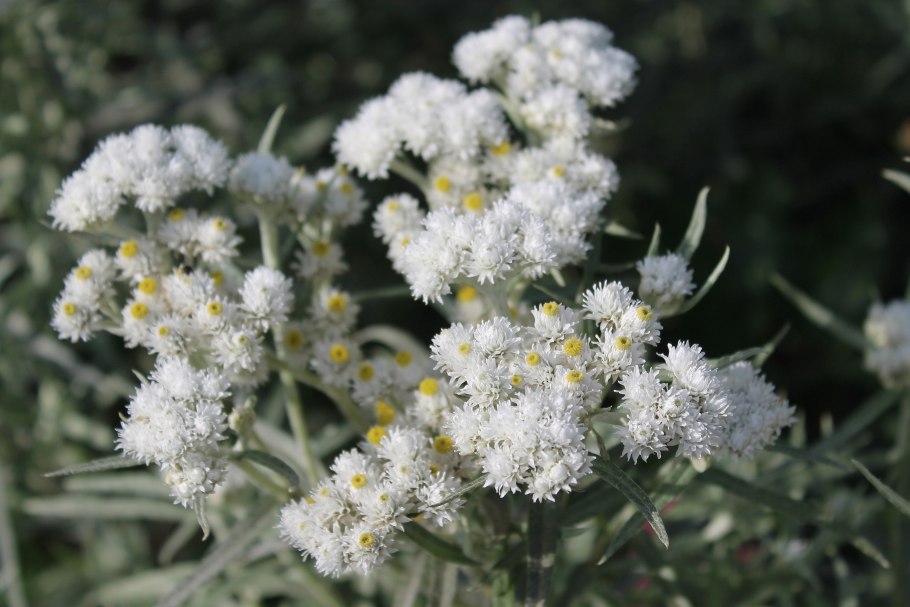 Анафалис жемчужный Neuschnee