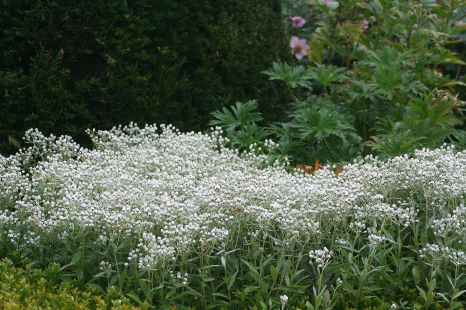 Цветок Анафалис жемчужный