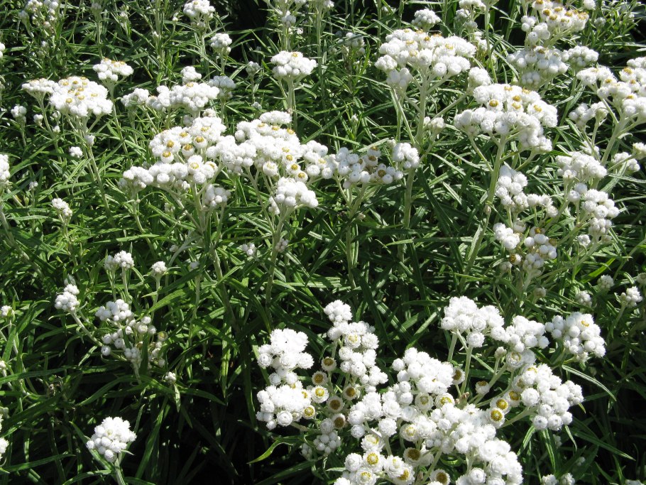 Анафалис жемчужный Neuschnee