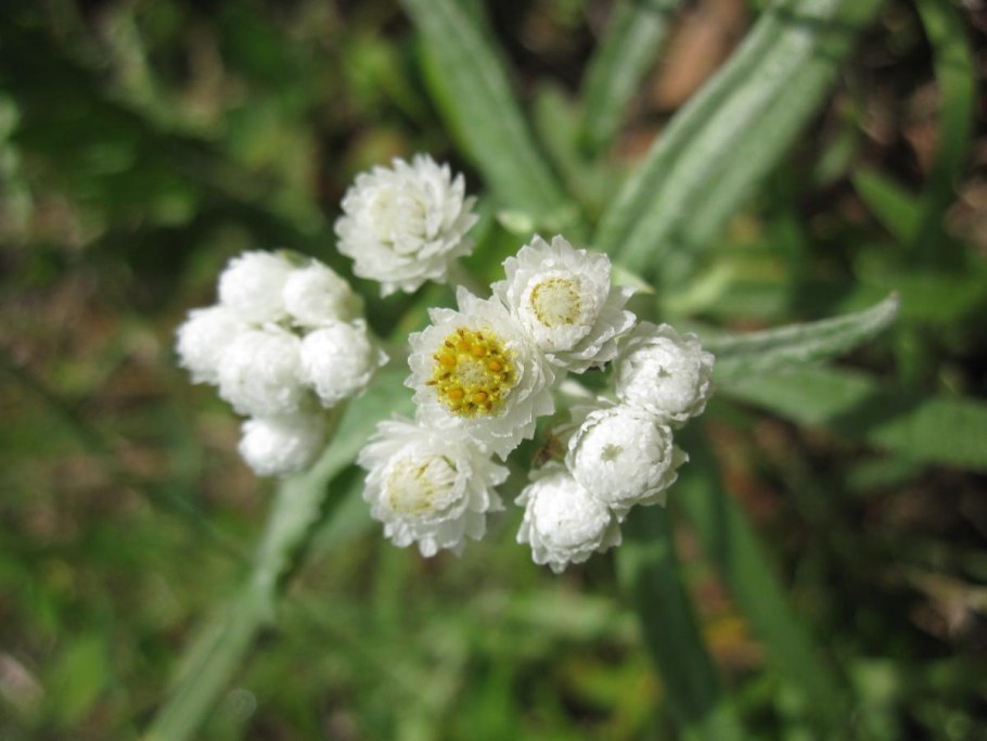 Анафалис жемчужный (Anaphalis margaritacea)