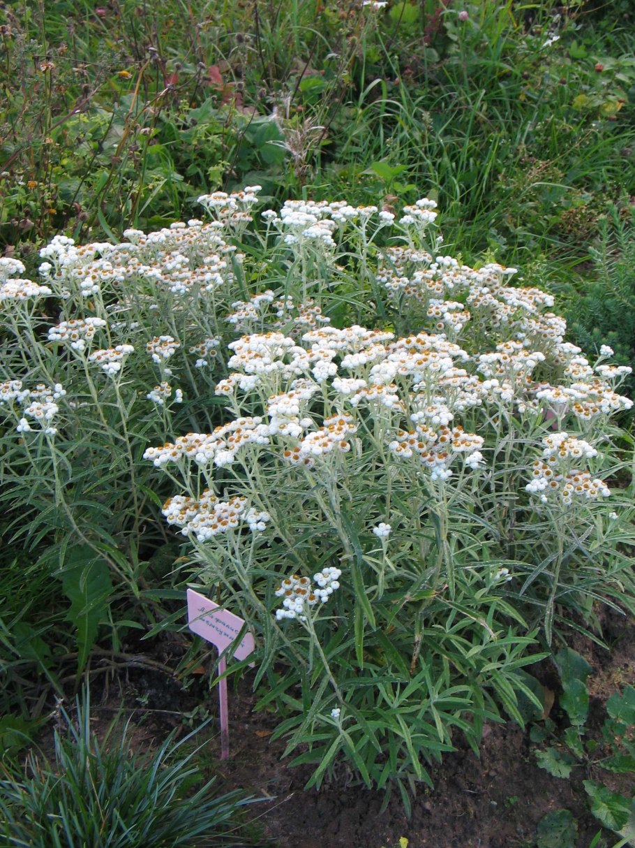 Анафалис жемчужный