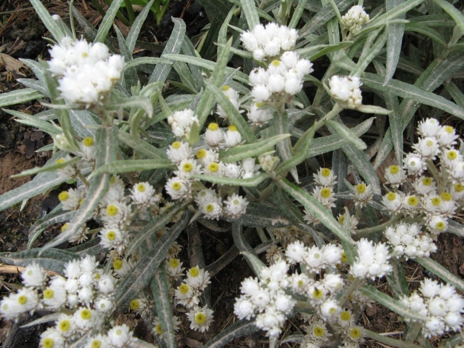 Анафалис жемчужный Neuschnee