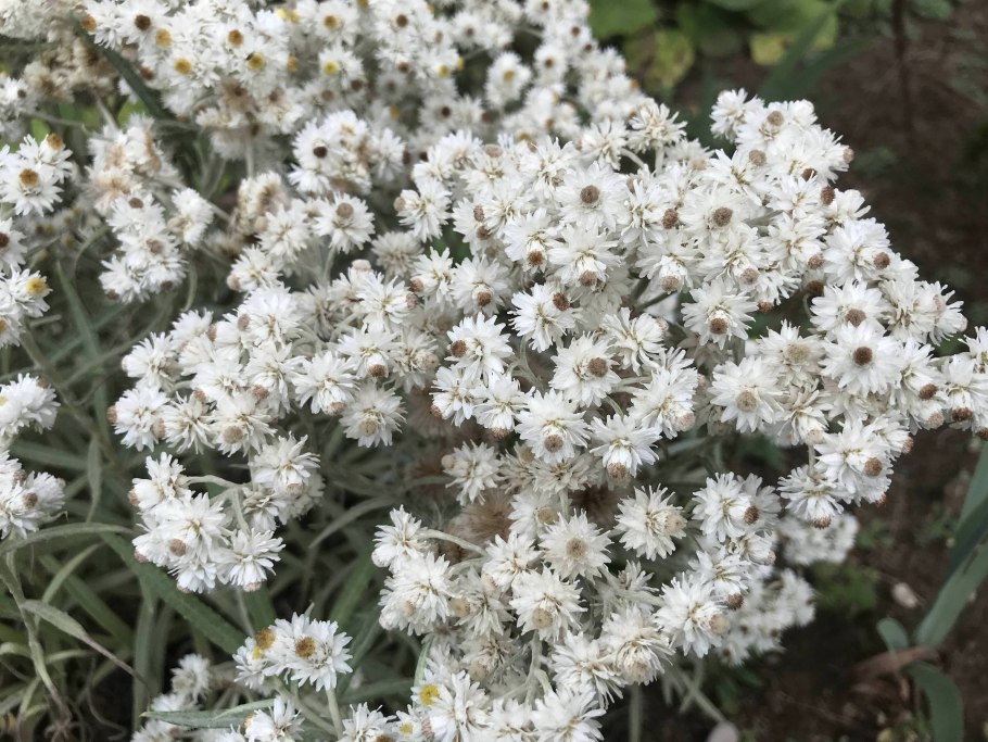 Анафалис жемчужный