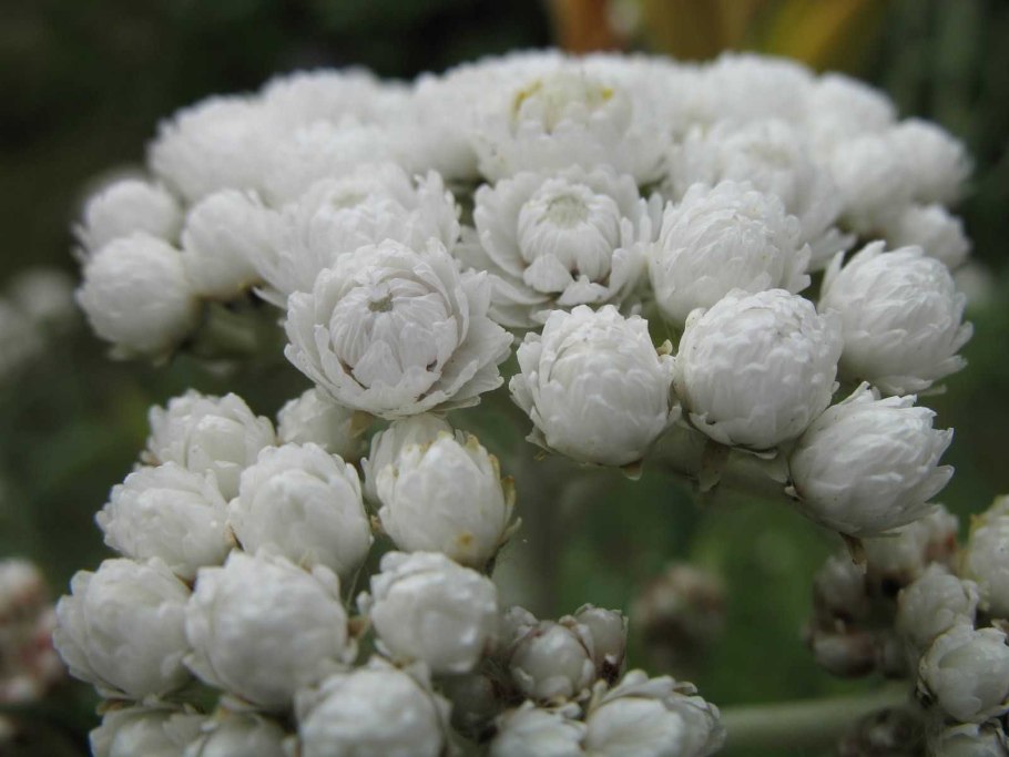 Анафалис жемчужный Neuschnee