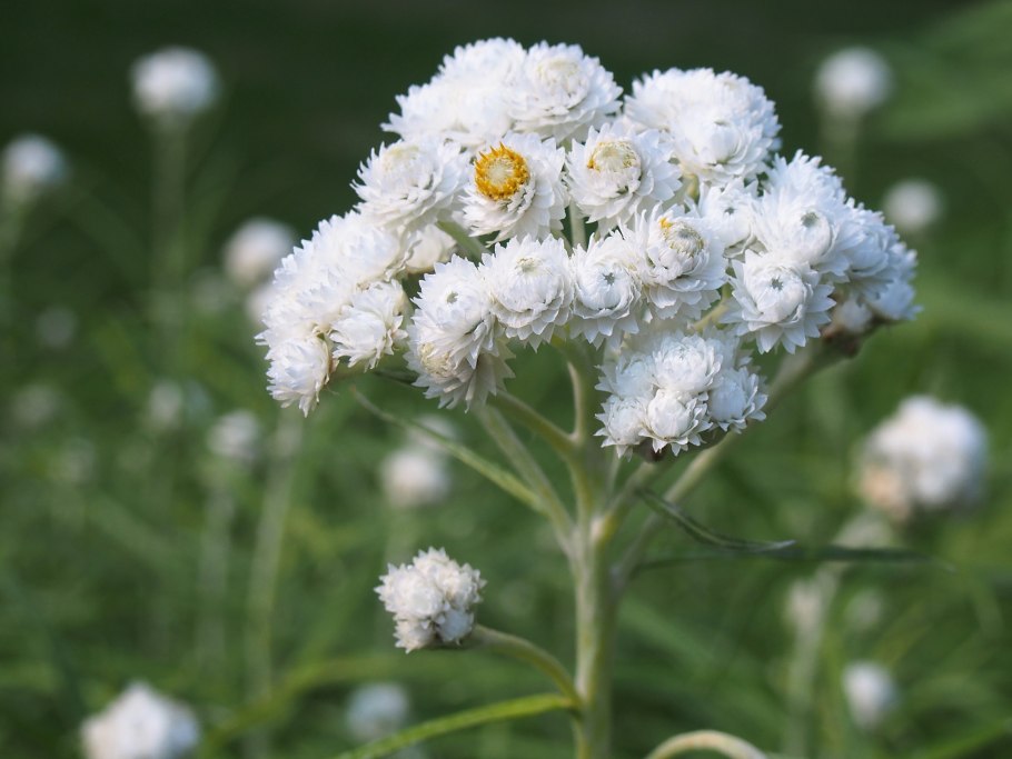 Аконит Анафалис жемчужный