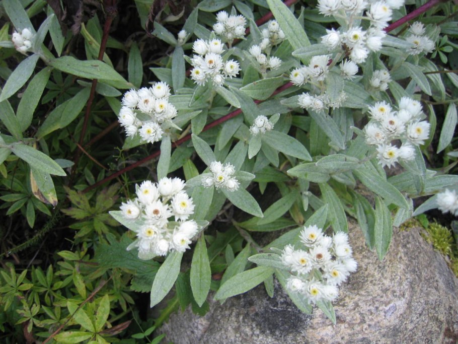 Анафалис жемчужный