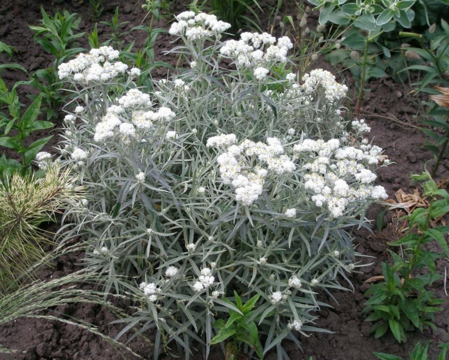 Анафалис жемчужный