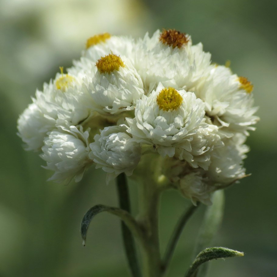 Анафалис высокогорный