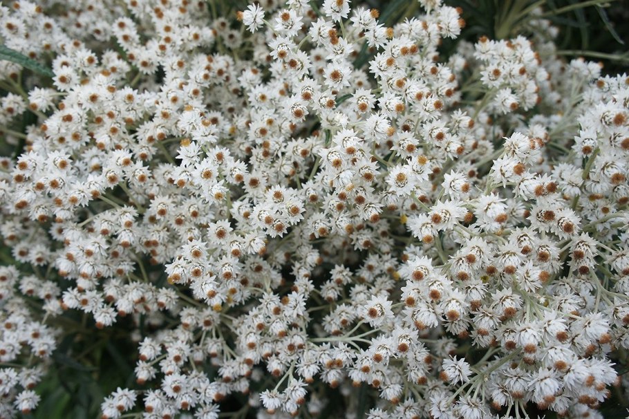 Анафалис жемчужный