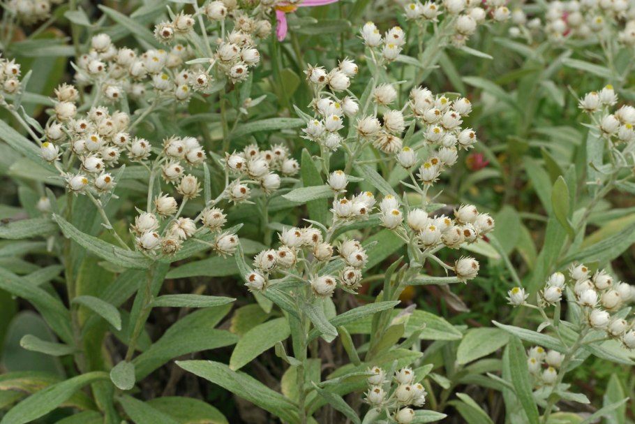 Анафалис трёхжилковый