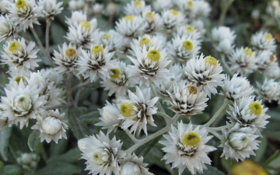 Анафалис Sommerschnee