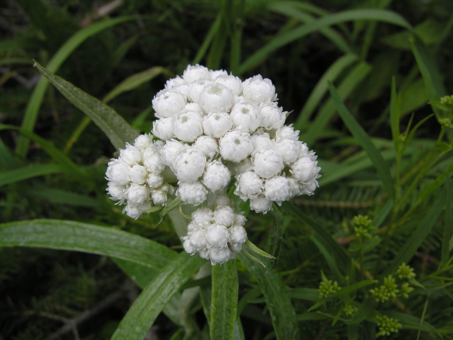 Анафалис жемчужный