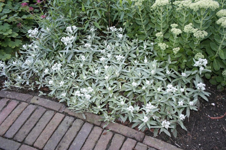 Анафалис трехжилковый Sommerschnee