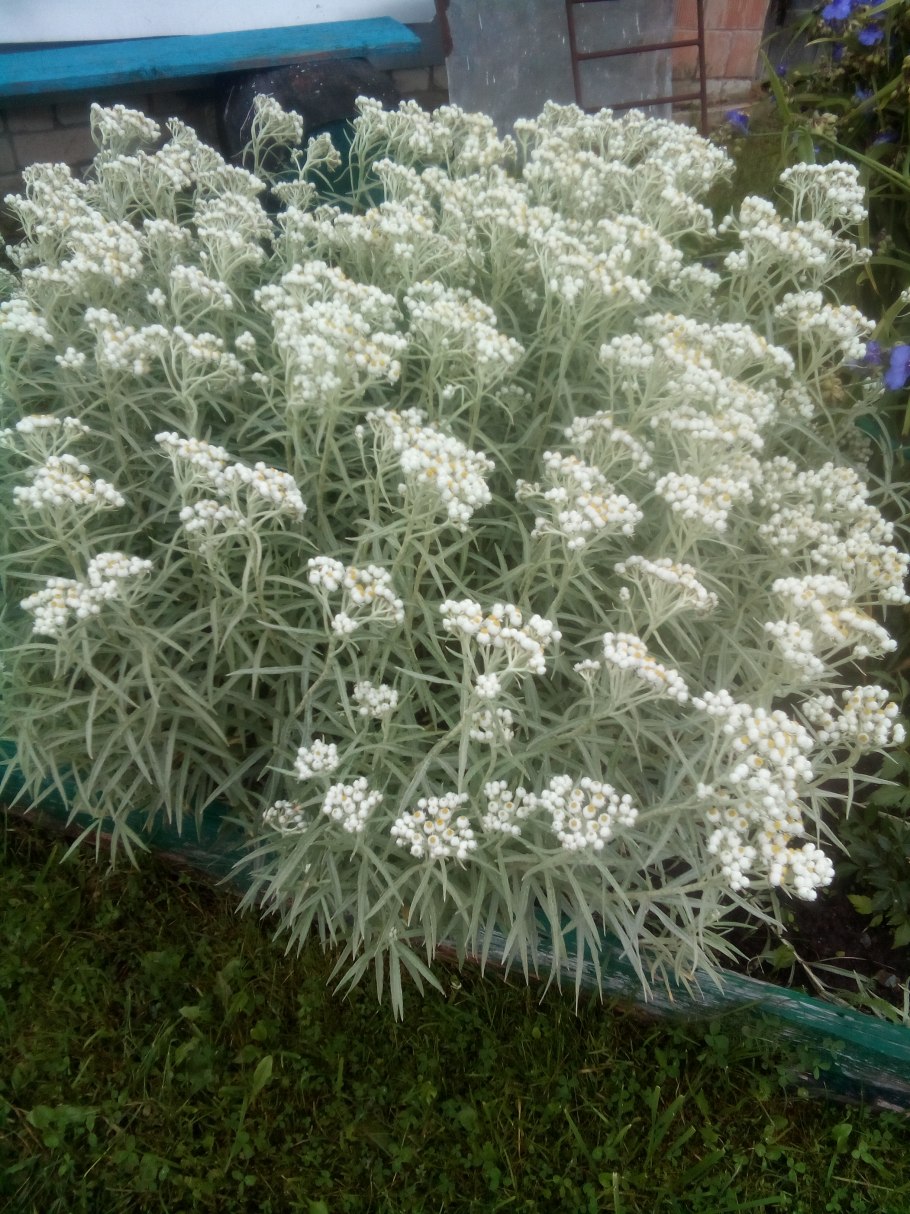 Анафалис жемчужный