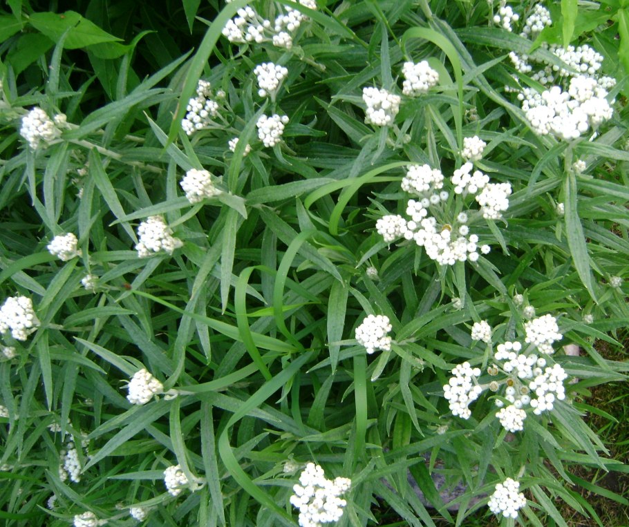 Анафалис жемчужный