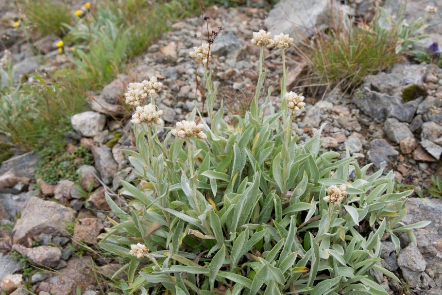 Анафалис Альпийский