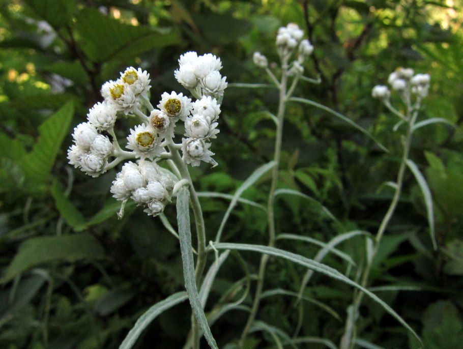 Анафалис сухой