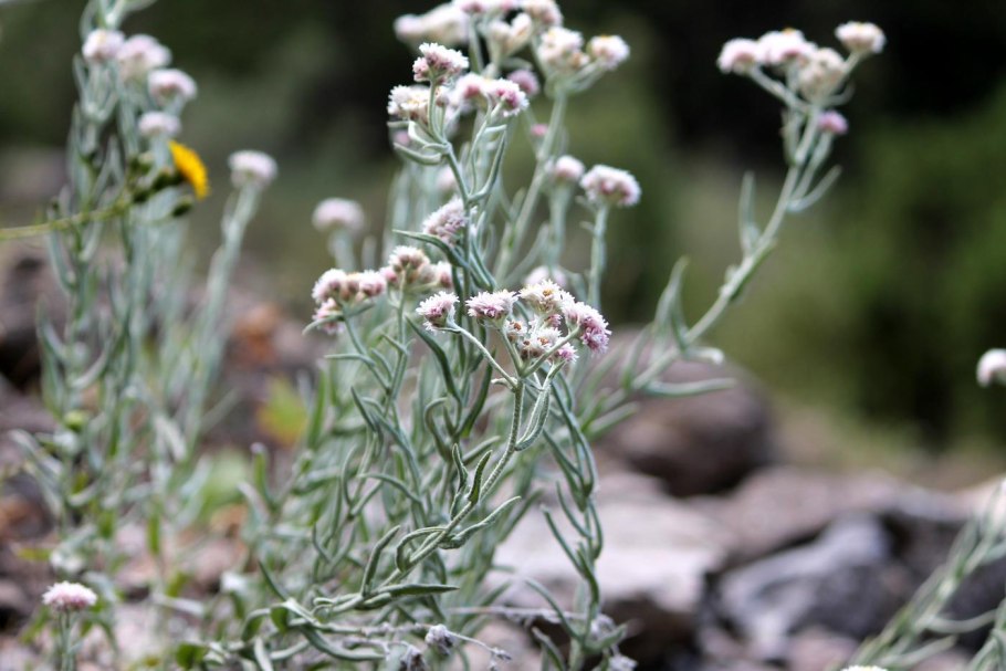 Анафалис кистеносный