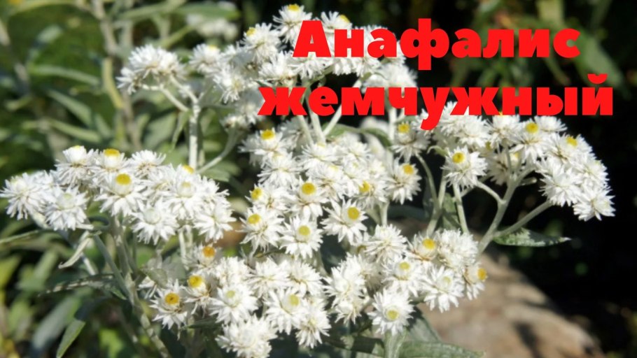 Травянистое растение с голубыми цветами