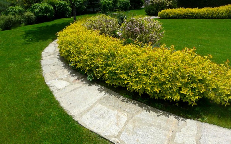 Пузыреплодник Ауреа