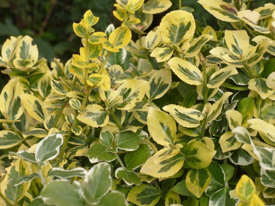 Бересклет Форчуна Эмеральд Голд