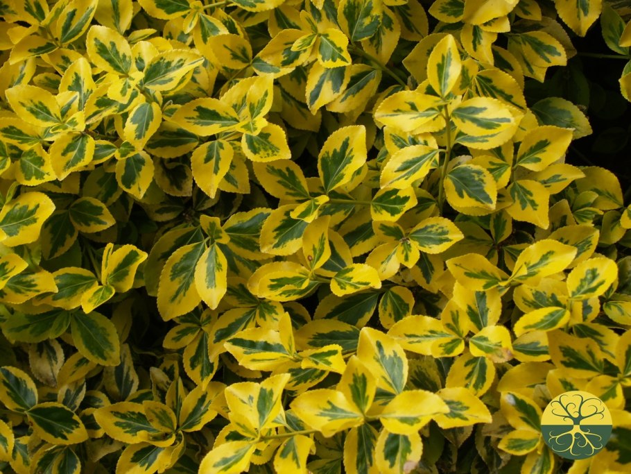 Дерен Элегант Тисима