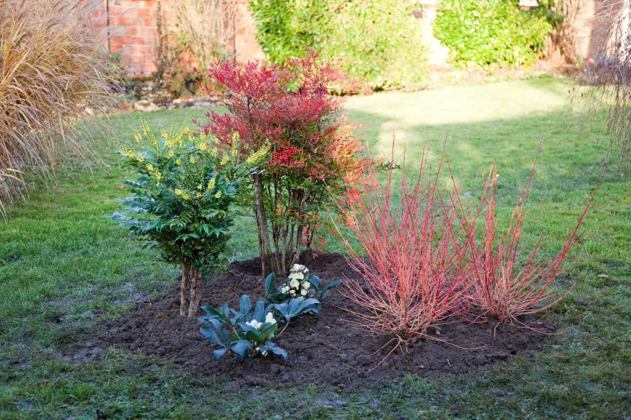 Дерен белый Baton rouge