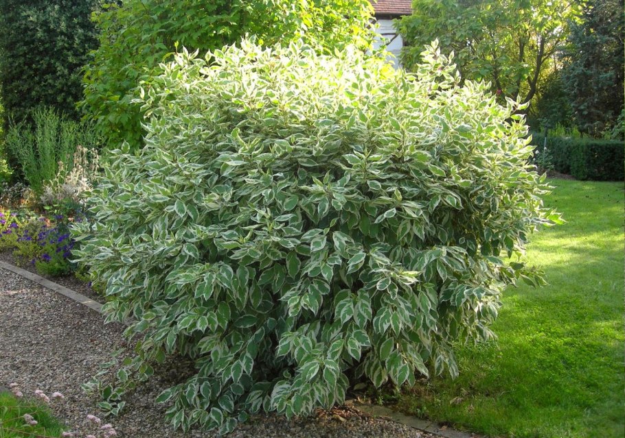 Красивоплодник Бодиньера- куст