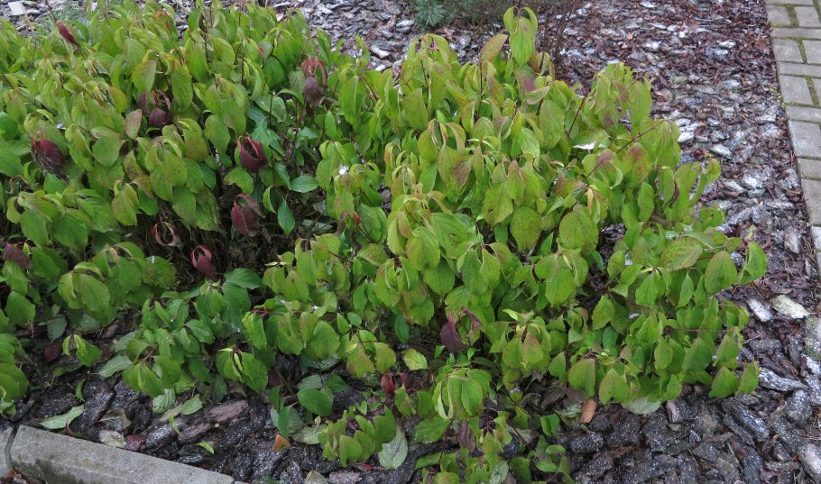 Дерен белый келсей