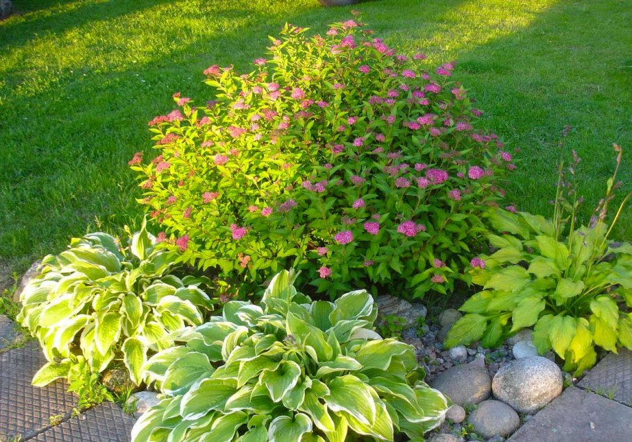 Дерен и Хоста