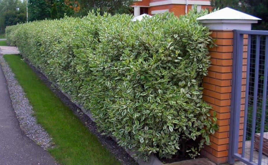 Дерен белый Живая изгородь