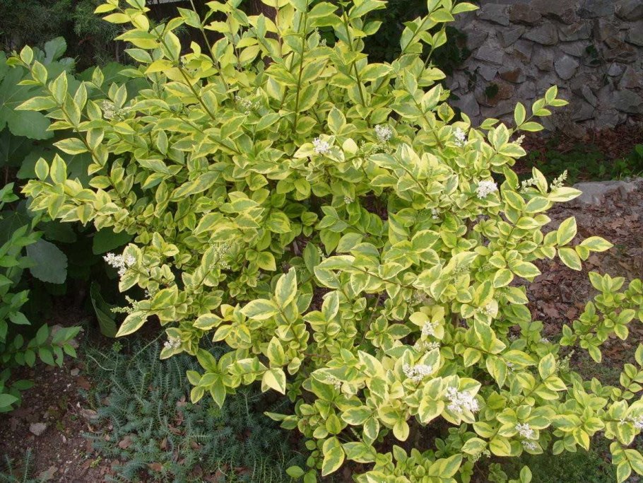 Бирючина Ауреум