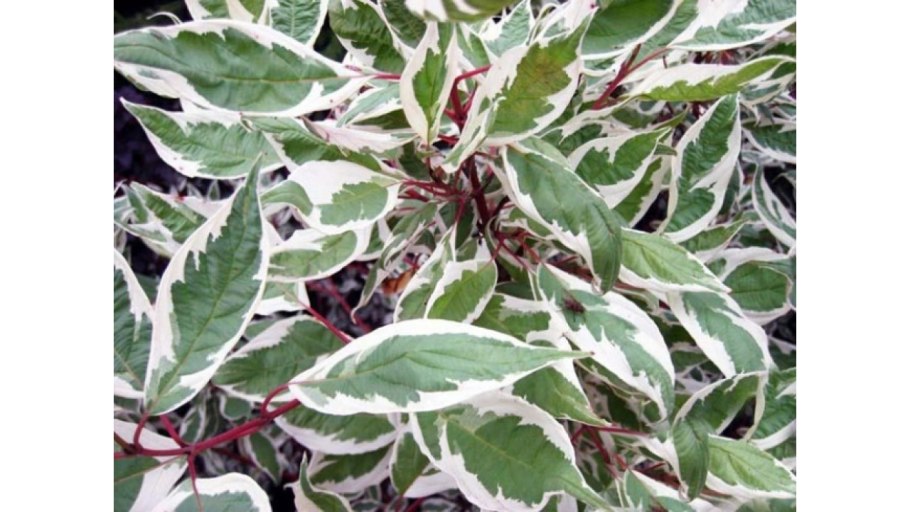 Дерен белый 'elegantissima'