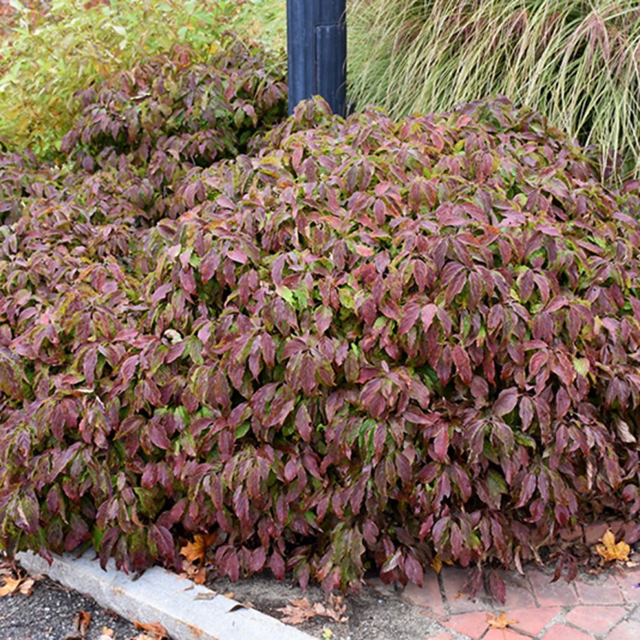 Дёрен белый Argenteomarginata