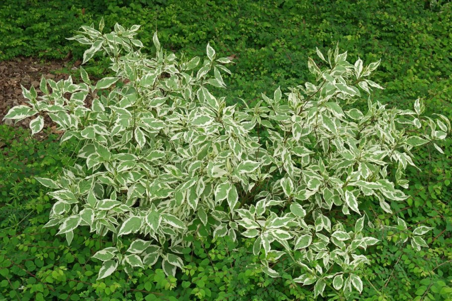 Дерен белый белоокаймленный