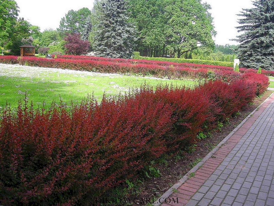 Бересклет крылатый