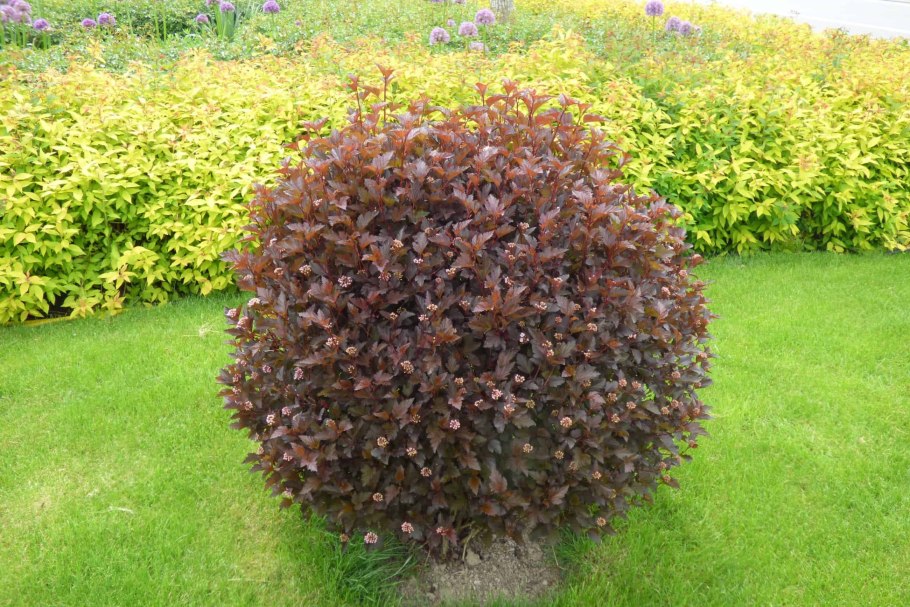 Пахизандра верхушечная Green Carpet