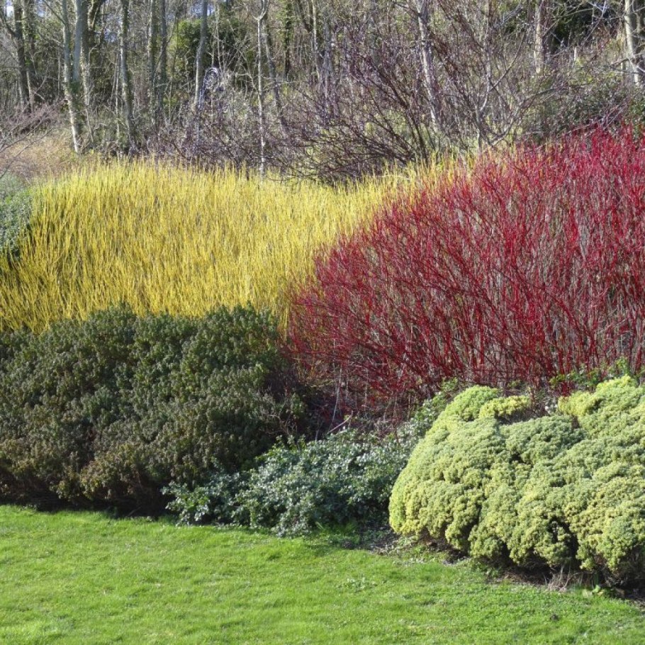 Пузыреплодник калинолистный Diabolo