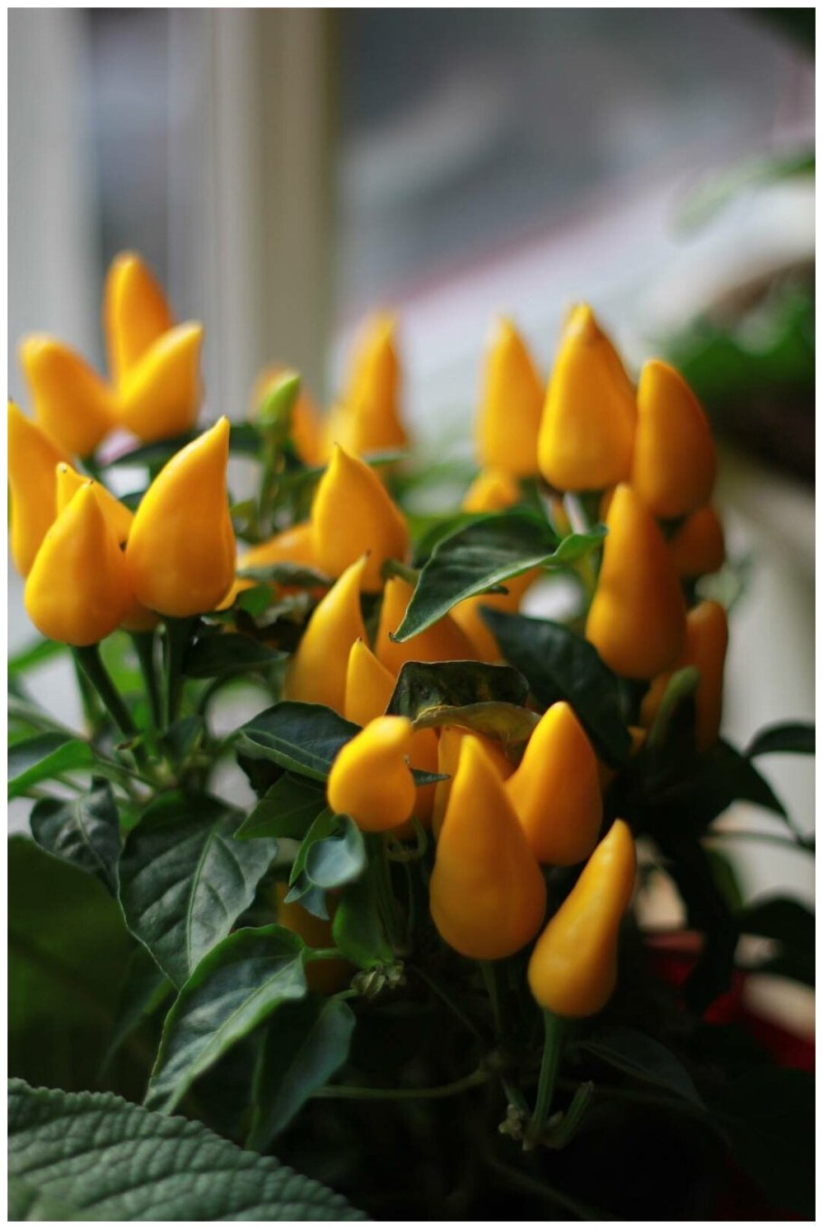 Капсикум Сомбреро