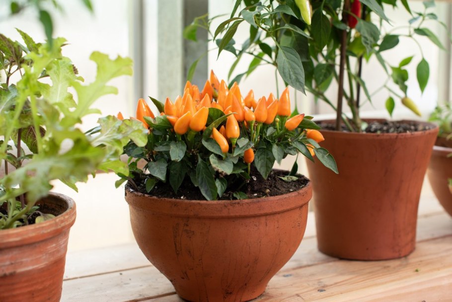 Капсикум бонсай