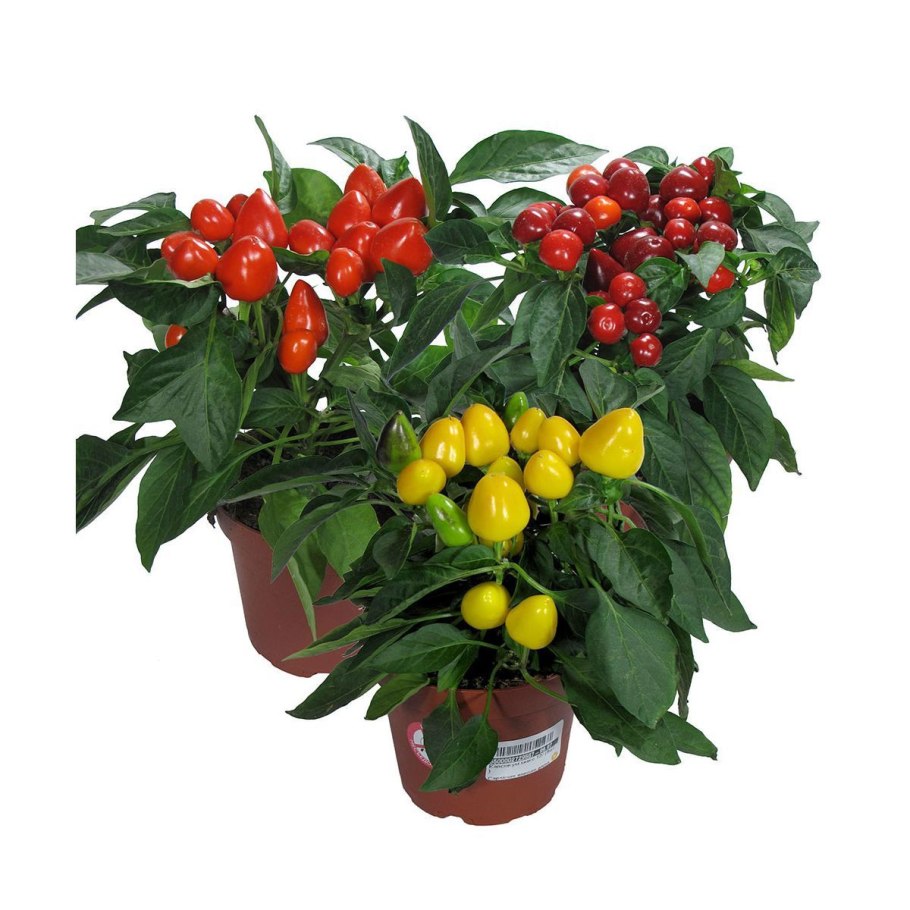 Перец острый конфетти кустарниковый