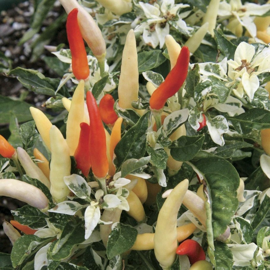 Перец в горшке