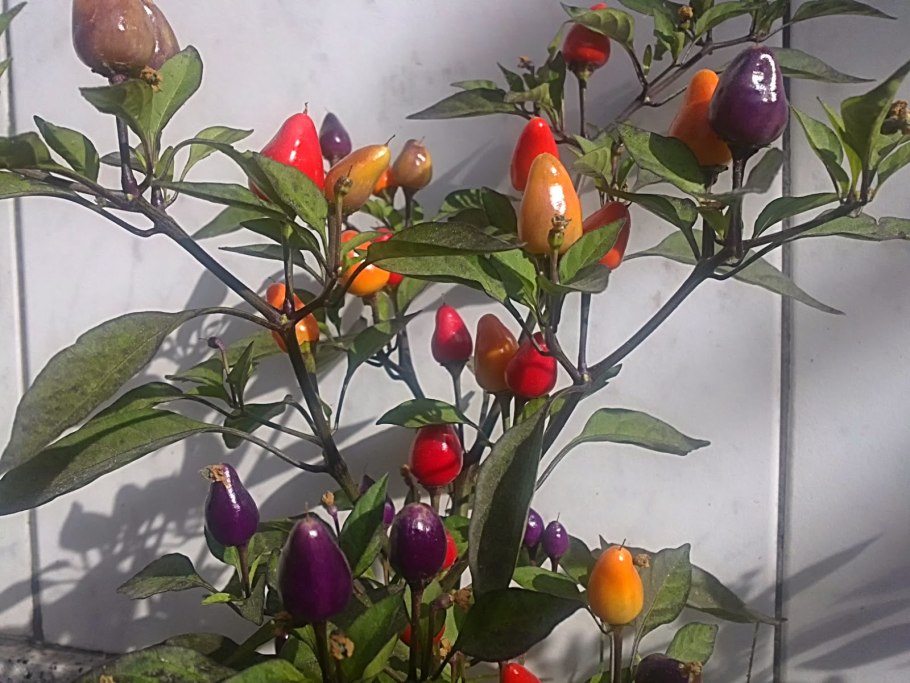 Перец капсикум аннуум